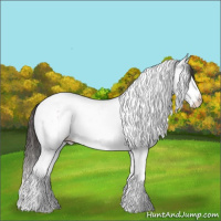 Horse Color:White Spotted Grullo Ice Splash Tobiano Appaloosa