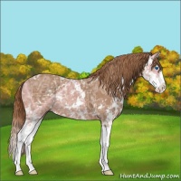 Horse Color:Chestnut Ice Sabino Splash