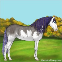 Horse Color:Painted Grullo Splash Varnish 