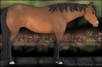Horse Color:Bay Appaloosa 
