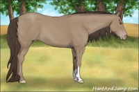 Horse Color:Classic Champagne
