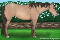 Horse Color:Amber Champagne