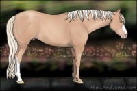 Horse Color:Gold Champagne 