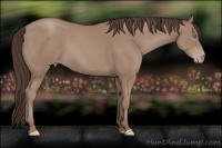 Horse Color:Classic Champagne