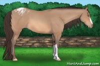 Horse Color:Sable Champagne Appaloosa