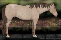 Horse Color:Classic Champagne Roan