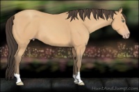 Horse Color:Amber Champagne
