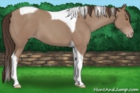 Horse Color:Classic Champagne Tobiano