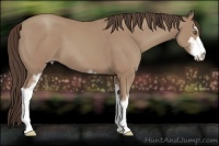Horse Color:Classic Champagne Sabino