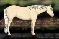 Horse Color:Gold Cream Champagne