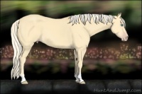 Horse Color:Gold Cream Champagne 