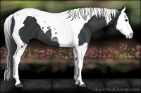 Horse Color:Black Splash Tobiano 