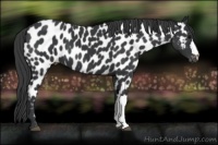 Horse Color:Black Appaloosa