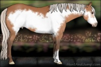 Horse Color:Silver Bay Frame 