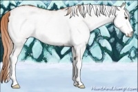 Horse Color:White Spotted Chestnut