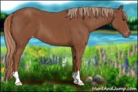 Horse Color:Chestnut Appaloosa