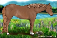 Horse Color:Chestnut Rabicano 