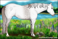 Horse Color:Gray Chestnut 