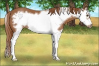 Horse Color:Chestnut Splash Frame 
