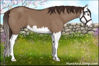 Horse Color:Liver Red Dun Splash