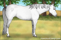 Horse Color:Gray Smoky Black 