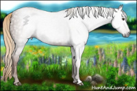 Horse Color:Gray Chestnut 