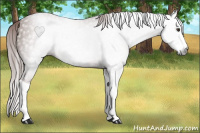 Horse Color:Gray Chestnut Splash 
