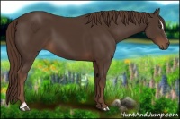 Horse Color:Liver Chestnut Sabino 