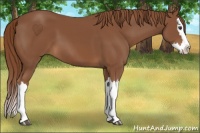 Horse Color:Chestnut Splash
