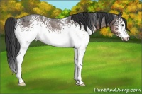 Horse Color:White Spotted Liver Red Roan 
