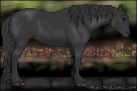 Horse Color:Black  and Black 