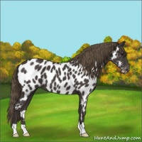 Horse Color:Smoky Black Appaloosa 