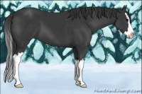 Horse Color:Black Sabino Splash 