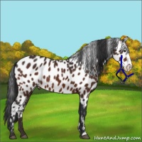 Horse Color:Brown Frame Appaloosa 