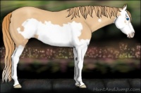 Horse Color:Gold Champagne Splash Frame 