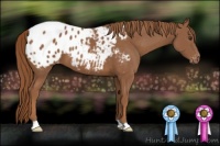 Horse Color:Chestnut Appaloosa