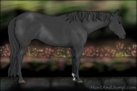 Horse Color:Black Rabicano