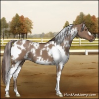 Horse Color:White Spotted Liver Red Dun 