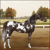 Horse Color:White Spotted Liver Chestnut 