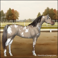 Horse Color:White Spotted Liver Red Dun 