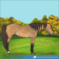 Horse Color:Buckskin