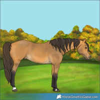 Horse Color:Buckskin 