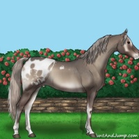 Horse Color:Silver Blue Onyx Roan Appaloosa 