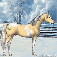 Horse Color:Palomino Tobiano 