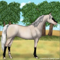 Horse Color:Void White Spotted Gold Champagne Dun Mushroom 