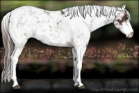 Horse Color:Liver Chestnut Sabino