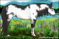 Horse Color:Liver Chestnut Frame 