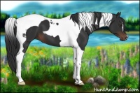 Horse Color:Liver Chestnut Tobiano