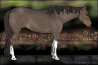 Horse Color:Liver Red Dun 