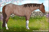 Horse Color:Liver Red Roan 